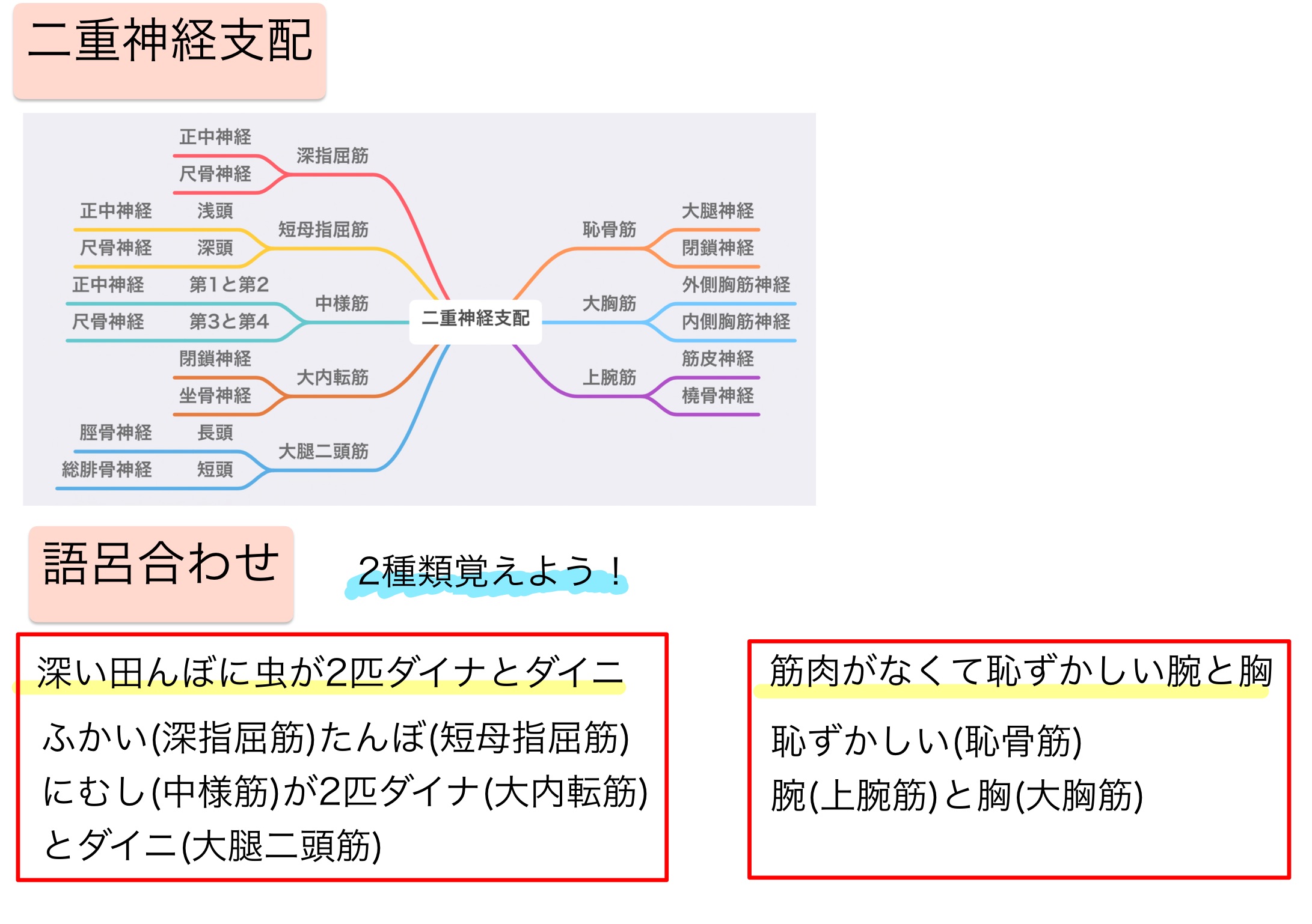 二重神経支配と二関節筋の覚え方と語呂合わせ 国家試験対策ノート ちゃんけんlog