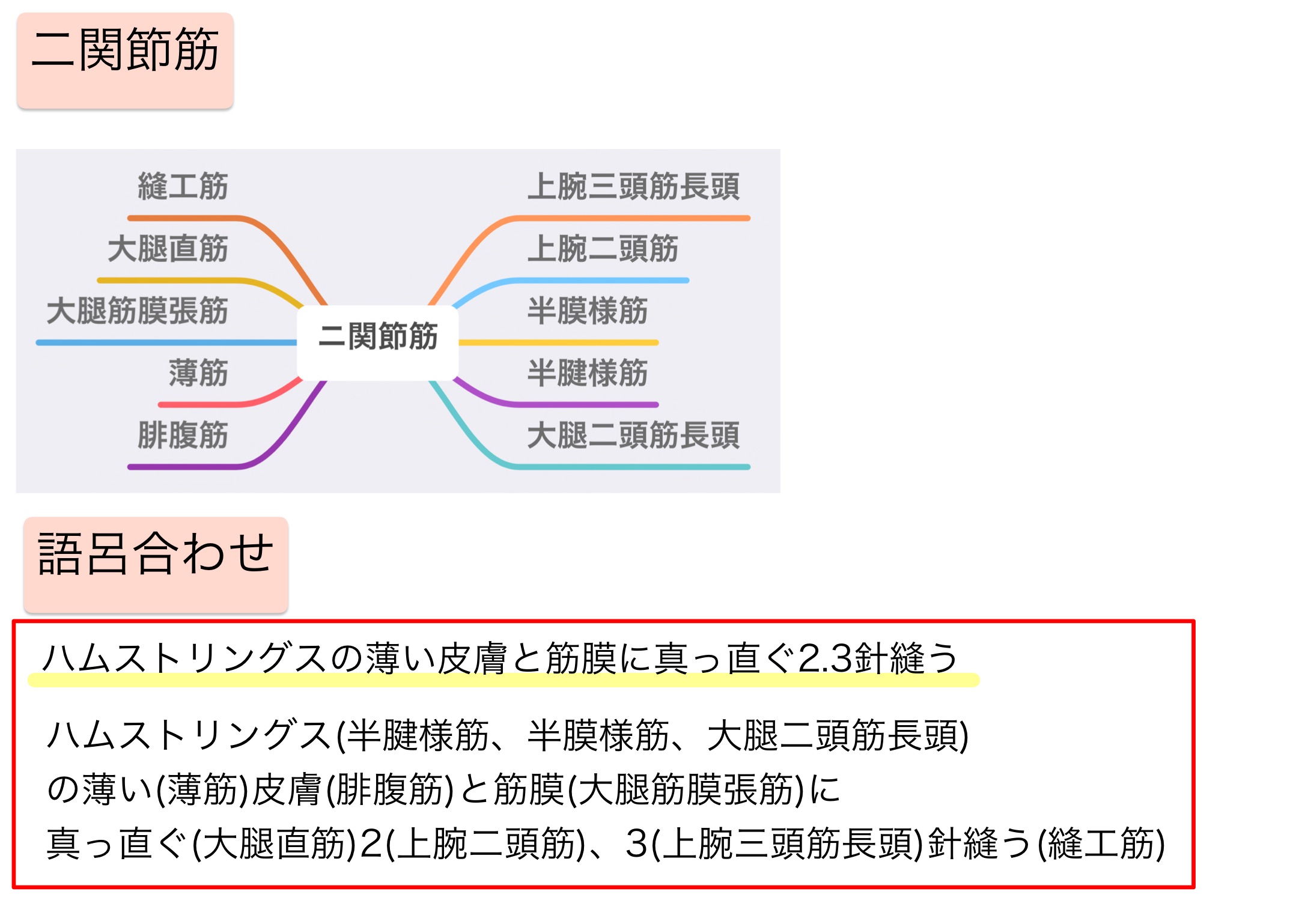 二重神経支配と二関節筋の覚え方と語呂合わせ 国家試験対策ノート ちゃんけんlog