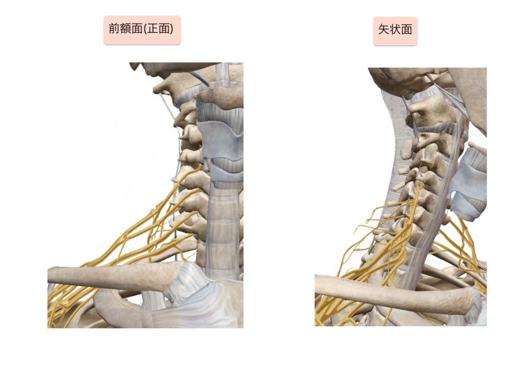 腕神経叢の解剖